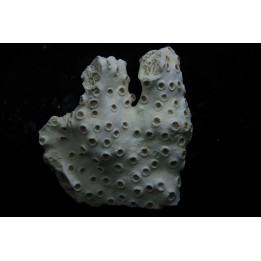 ASTRHELIA PALMATA - Miocene - Maryland - USA
