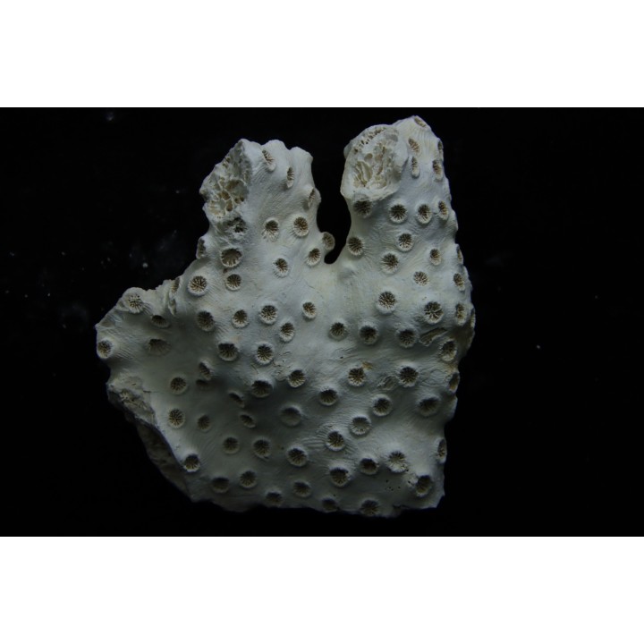 ASTRHELIA PALMATA - Miocène - Maryland - USA