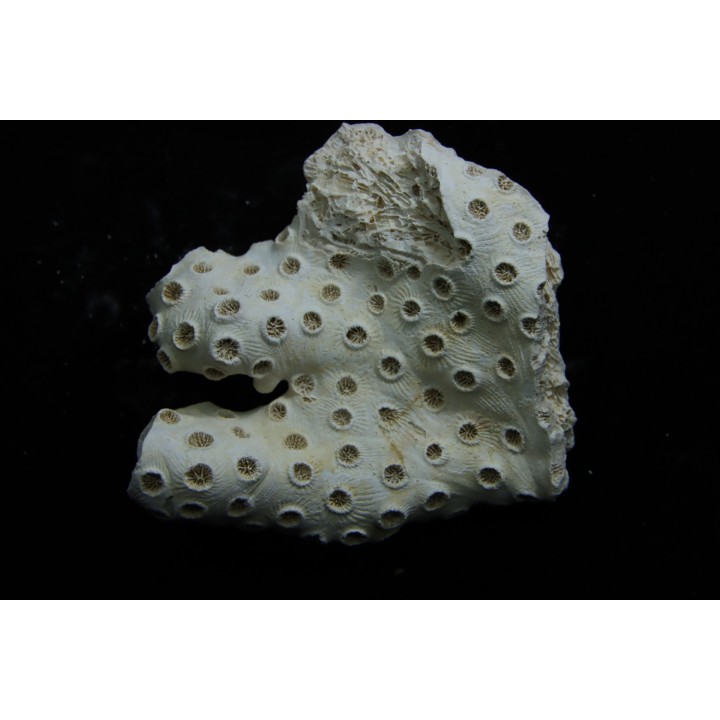 ASTRHELIA PALMATA - Miocène - Maryland - USA
