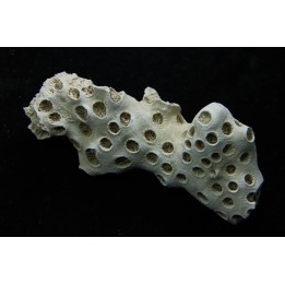 ASTRHELIA PALMATA - Miocene - Maryland - USA