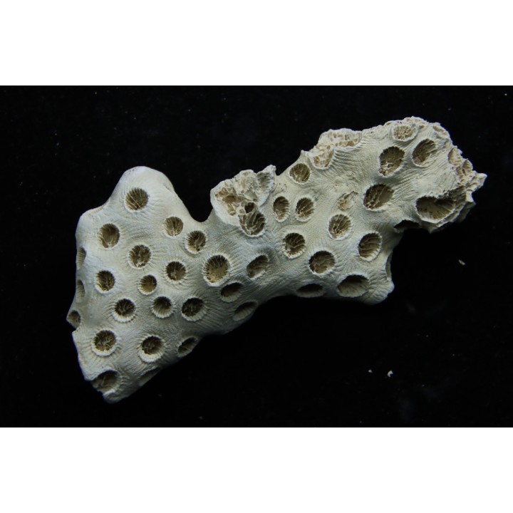 ASTRHELIA PALMATA - Miocène - Maryland - USA