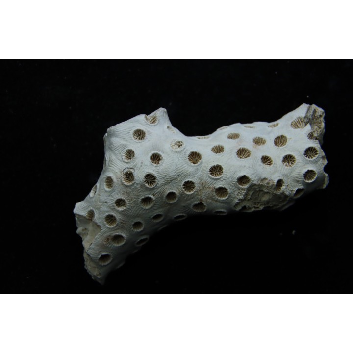 ASTRHELIA PALMATA - Miocène - Maryland - USA
