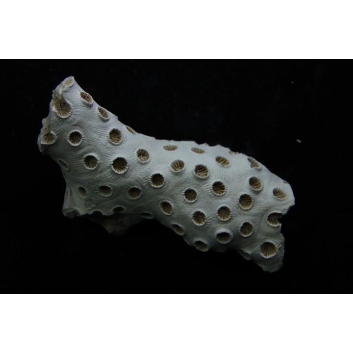 ASTRHELIA PALMATA - Miocène - Maryland - USA
