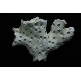 ASTRHELIA PALMATA - Miocene - Maryland - USA
