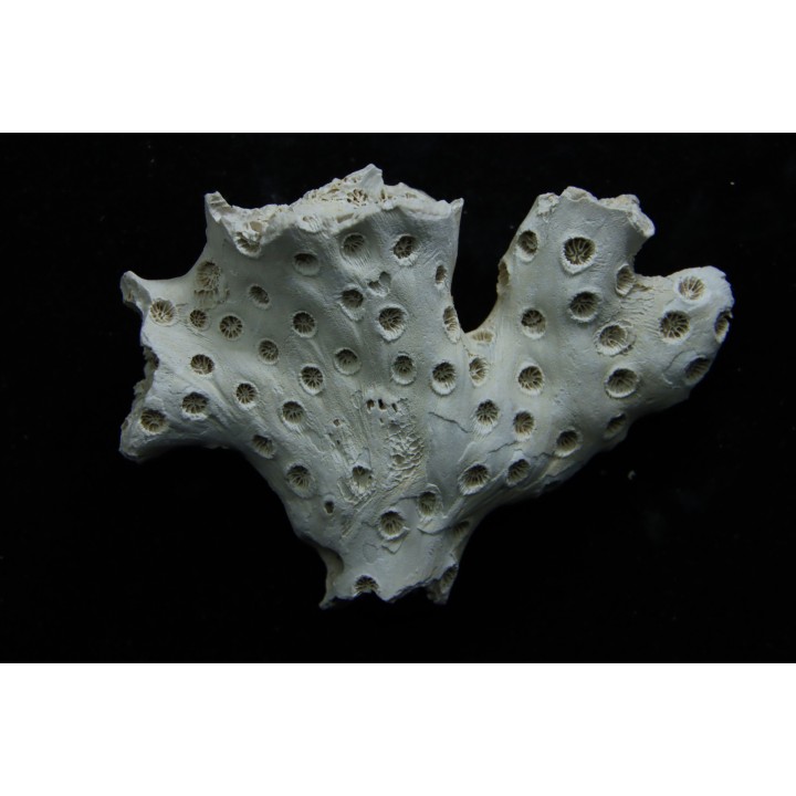 ASTRHELIA PALMATA - Miocène - Maryland - USA