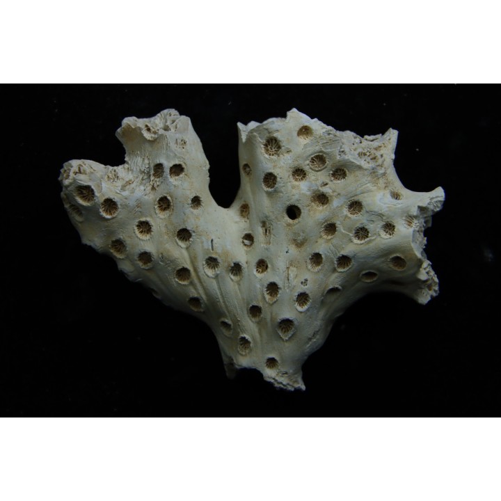 ASTRHELIA PALMATA - Miocène - Maryland - USA
