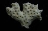 ASTRHELIA PALMATA - Miocène - Maryland - USA
