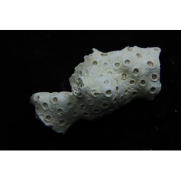 ASTRHELIA PALMATA - Miocene - Maryland - USA