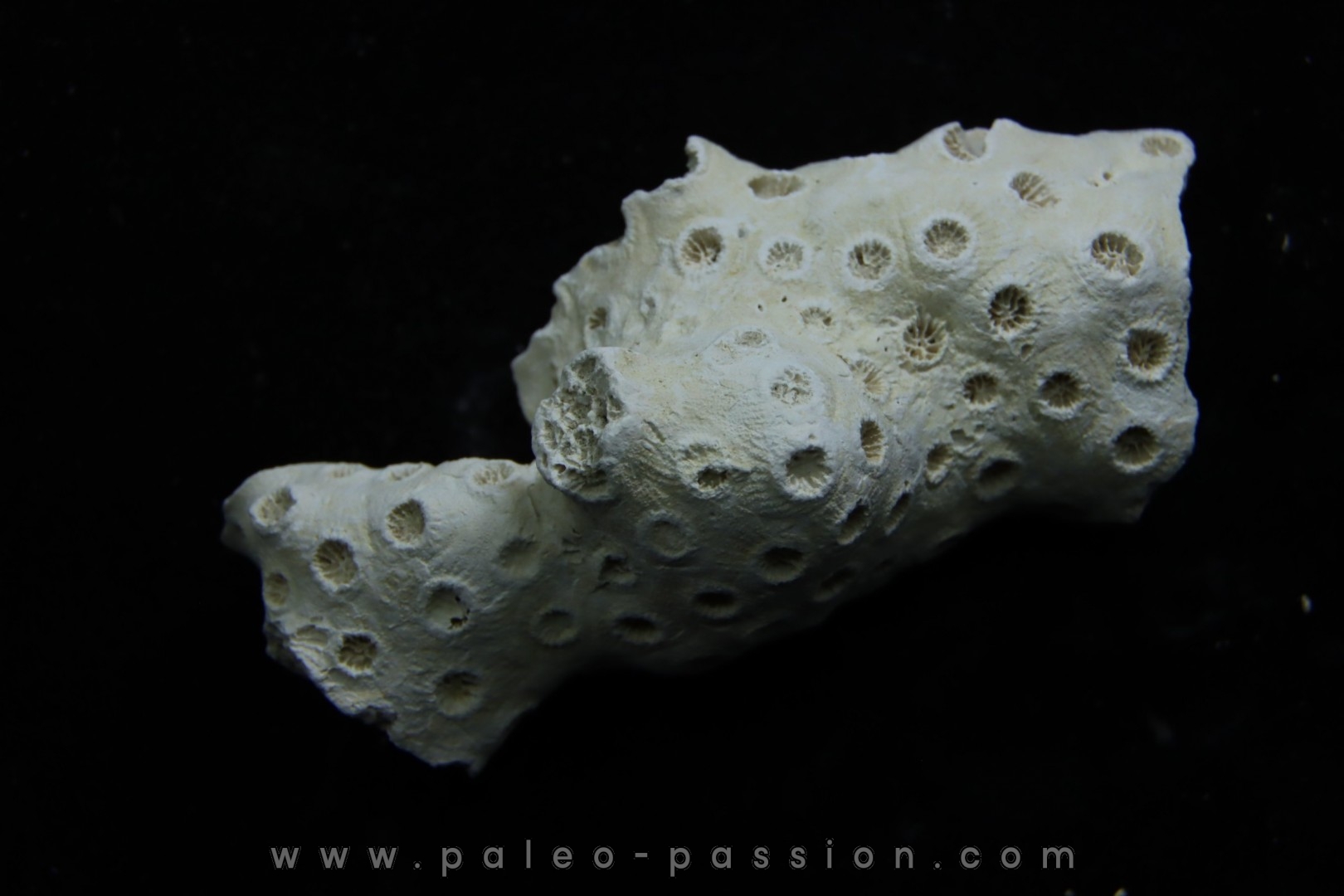 ASTRHELIA PALMATA - Miocène - Maryland - USA