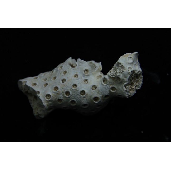 ASTRHELIA PALMATA - Miocène - Maryland - USA