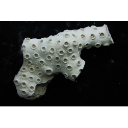 ASTRHELIA PALMATA - Miocene - Maryland - USA