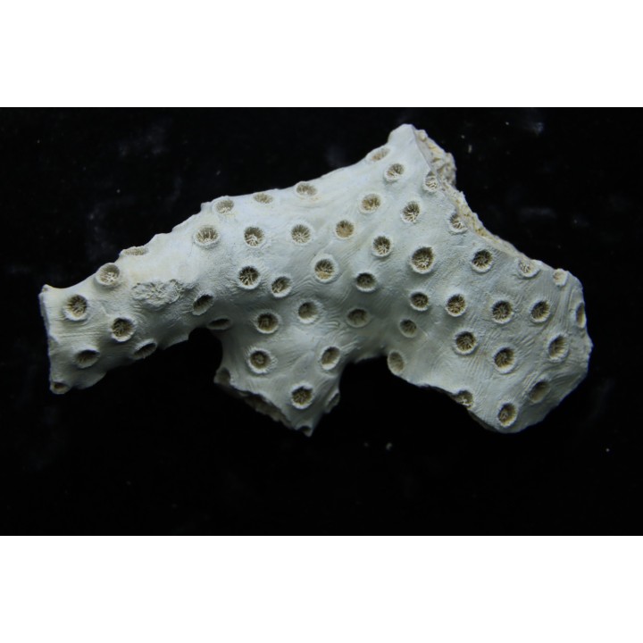 ASTRHELIA PALMATA - Miocène - Maryland - USA