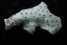 ASTRHELIA PALMATA - Miocène - Maryland - USA