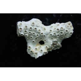 ASTRHELIA PALMATA - Miocene - Maryland - USA