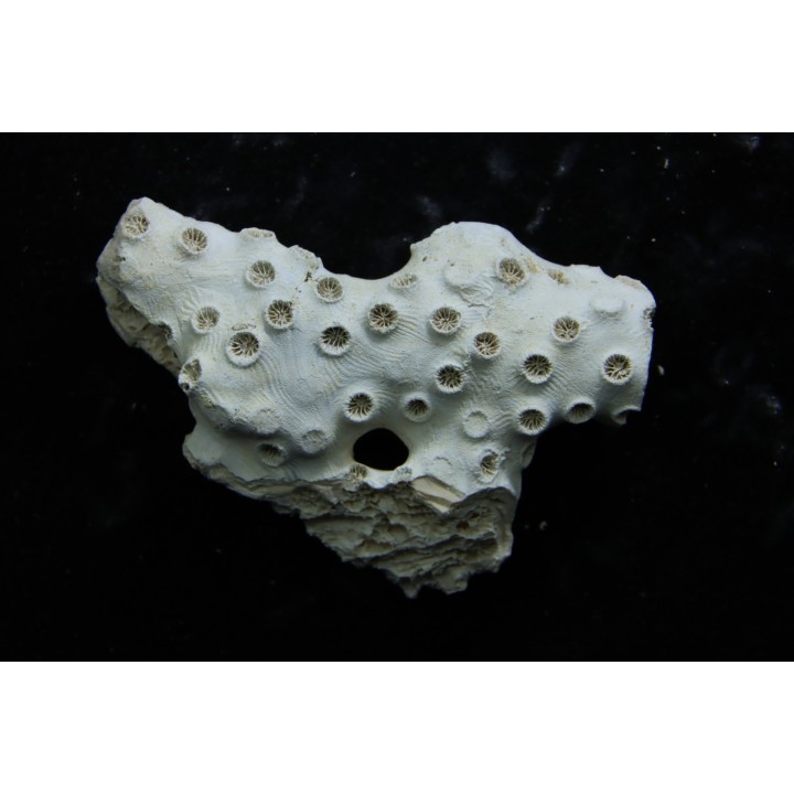 ASTRHELIA PALMATA - Miocène - Maryland - USA