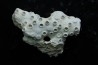 ASTRHELIA PALMATA - Miocène - Maryland - USA