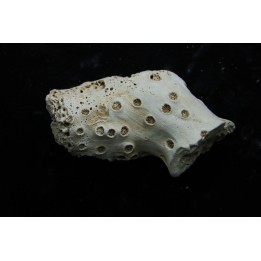 ASTRHELIA PALMATA - Miocene - Maryland - USA