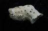 ASTRHELIA PALMATA - Miocene - Maryland - USA