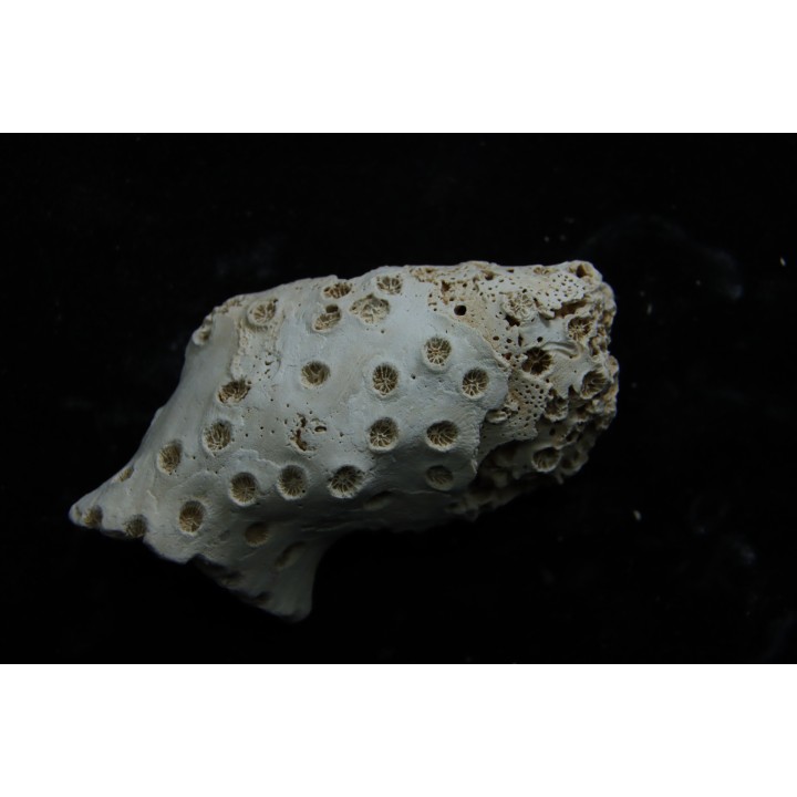 ASTRHELIA PALMATA - Miocene - Maryland - USA