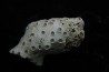 ASTRHELIA PALMATA - Miocene - Maryland - USA