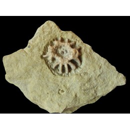 Agaricocrinus spendens