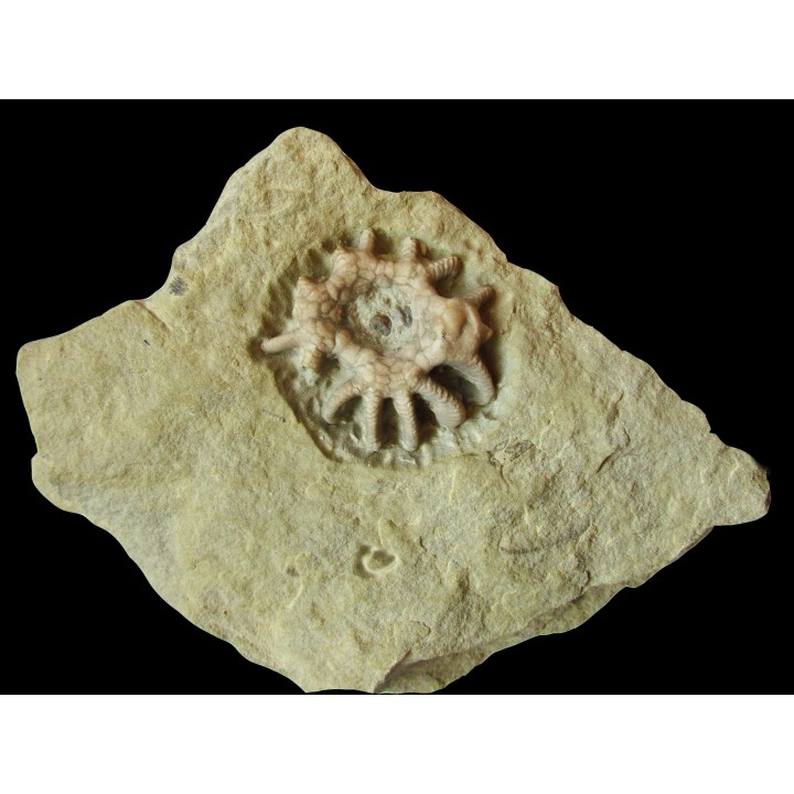 Agaricocrinus spendens