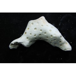 ASTRHELIA PALMATA - Miocene - Maryland - USA