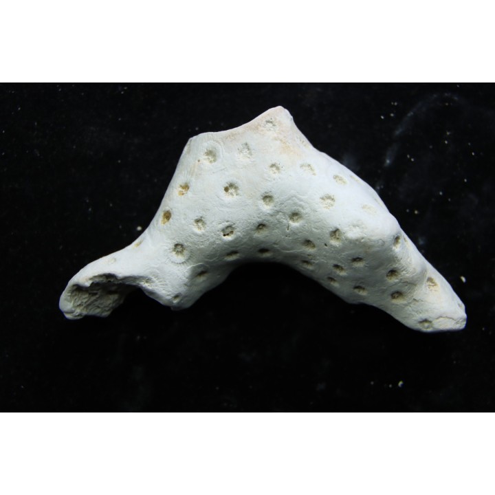 ASTRHELIA PALMATA - Miocène - Maryland - USA