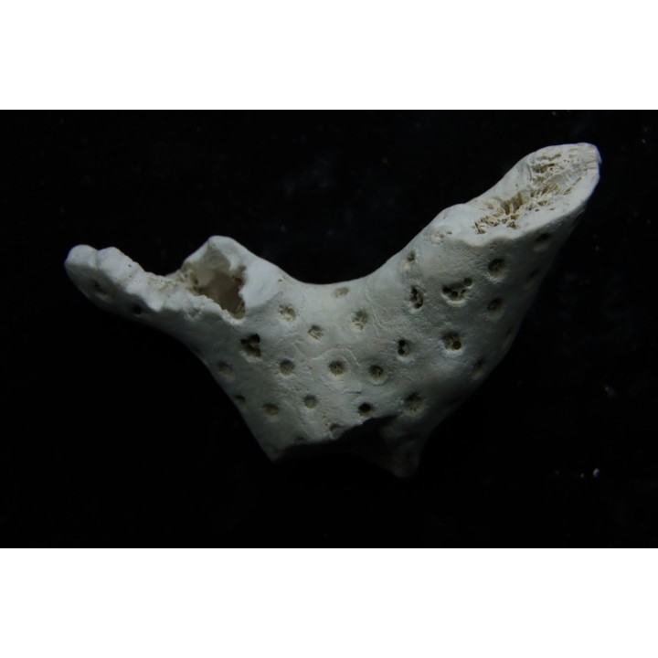 ASTRHELIA PALMATA - Miocène - Maryland - USA