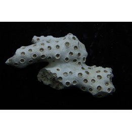 ASTRHELIA PALMATA - Miocene - Maryland - USA