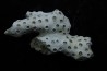 ASTRHELIA PALMATA - Miocène - Maryland - USA