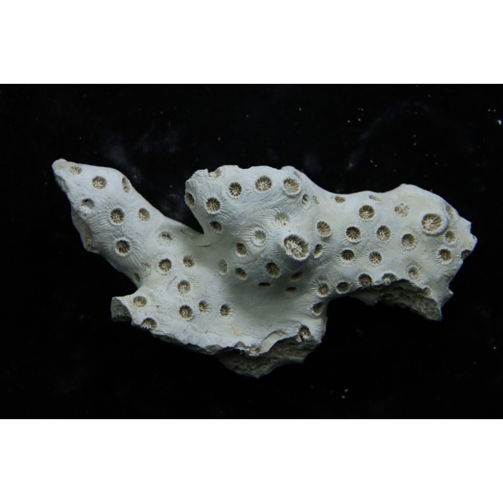 ASTRHELIA PALMATA - Miocène - Maryland - USA