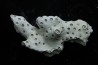 ASTRHELIA PALMATA - Miocène - Maryland - USA