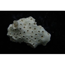 ASTRHELIA PALMATA - Miocene - Maryland - USA