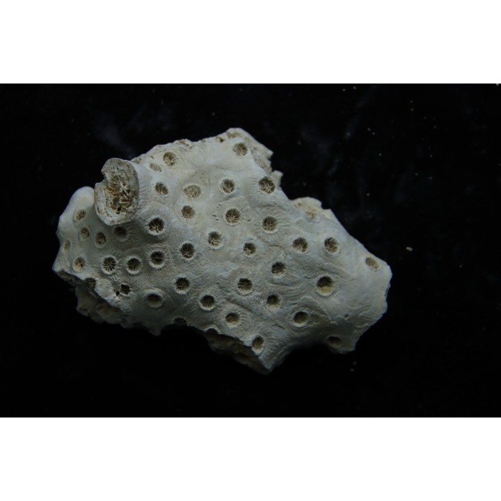 ASTRHELIA PALMATA - Miocène - Maryland - USA