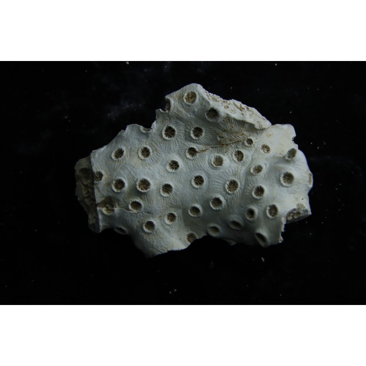 ASTRHELIA PALMATA - Miocène - Maryland - USA
