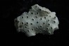 ASTRHELIA PALMATA - Miocène - Maryland - USA