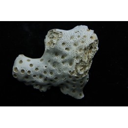 ASTRHELIA PALMATA - Miocene - Maryland - USA