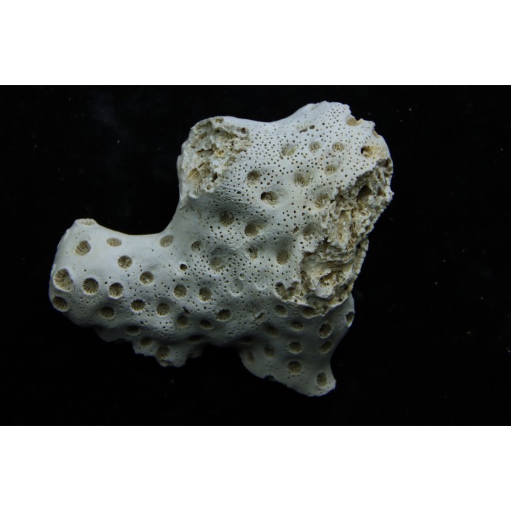 ASTRHELIA PALMATA - Miocène - Maryland - USA