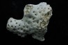 ASTRHELIA PALMATA - Miocène - Maryland - USA