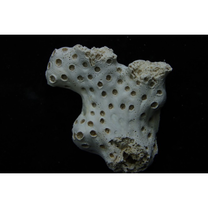 ASTRHELIA PALMATA - Miocène - Maryland - USA