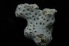ASTRHELIA PALMATA - Miocène - Maryland - USA