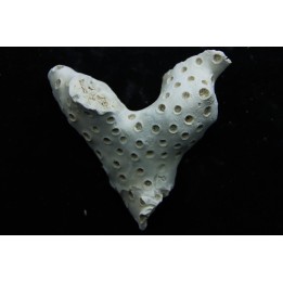 ASTRHELIA PALMATA - Miocene - Maryland - USA