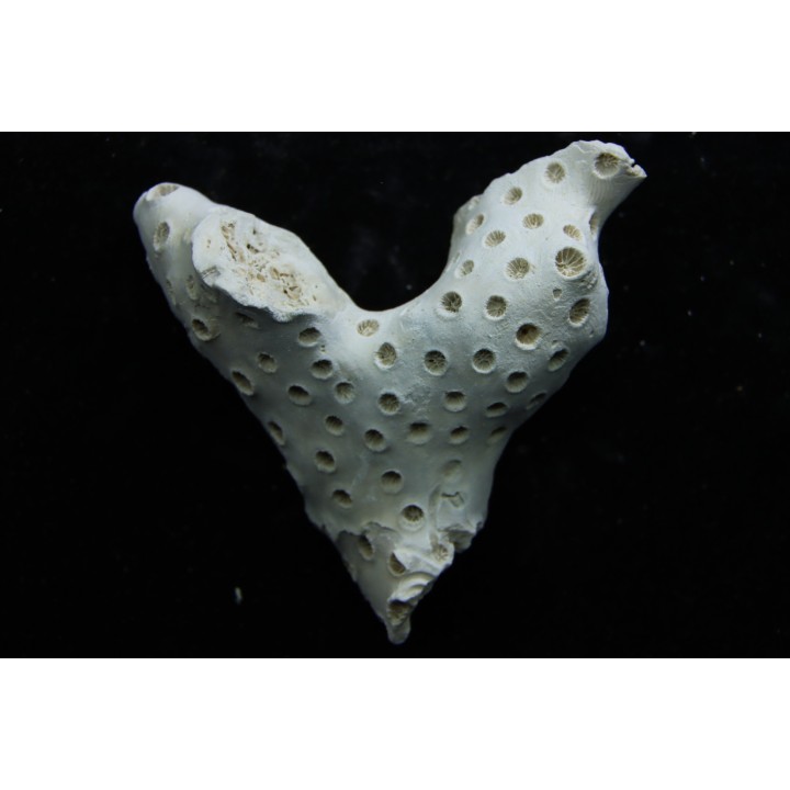 ASTRHELIA PALMATA - Miocène - Maryland - USA