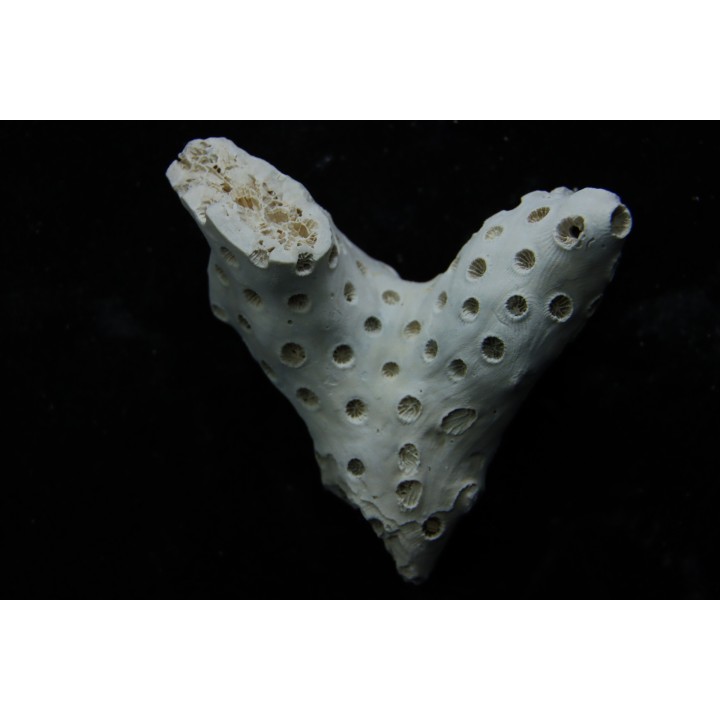 ASTRHELIA PALMATA - Miocène - Maryland - USA
