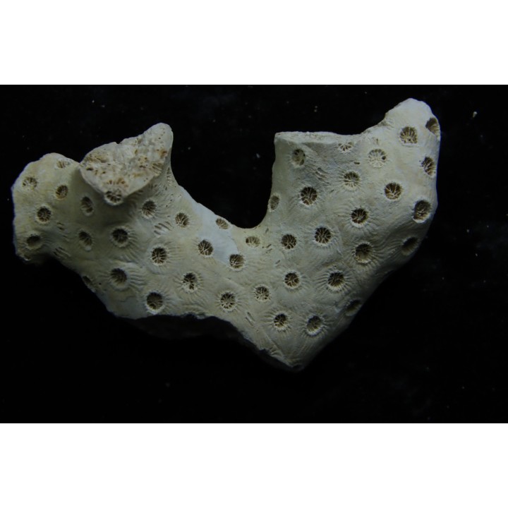 ASTRHELIA PALMATA - Miocène - Maryland - USA