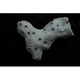 ASTRHELIA PALMATA - Miocene - Maryland - USA