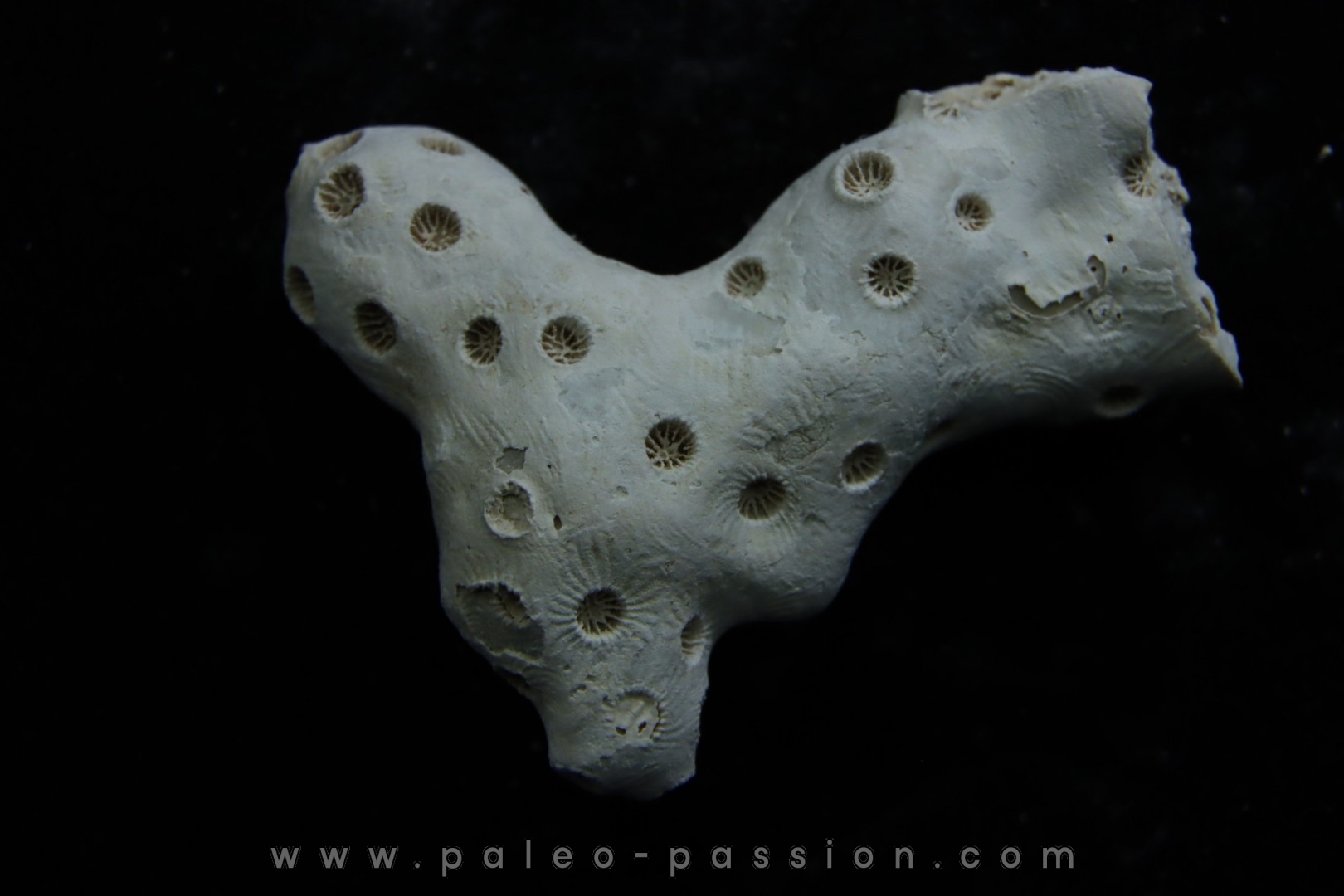 ASTRHELIA PALMATA - Miocene - Maryland - USA