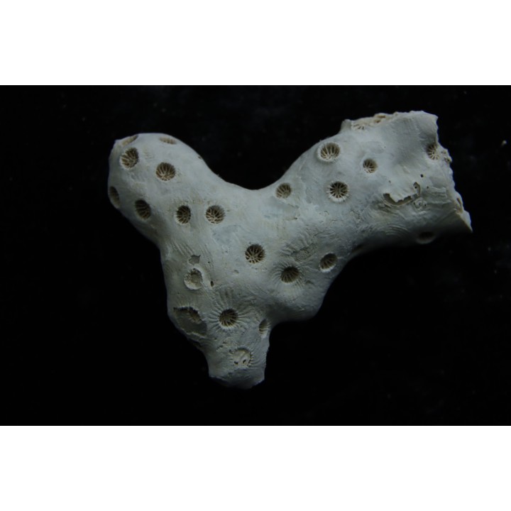 ASTRHELIA PALMATA - Miocene - Maryland - USA