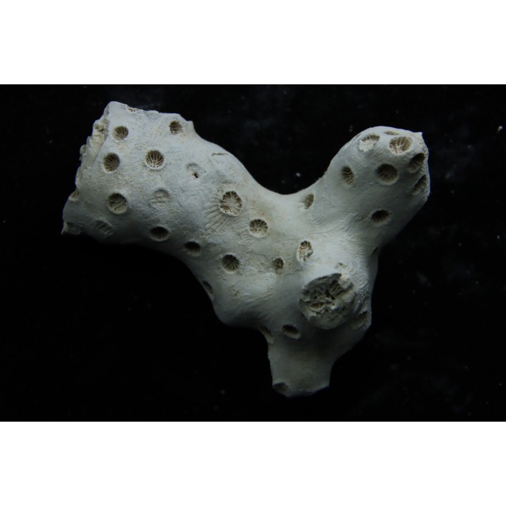 ASTRHELIA PALMATA - Miocene - Maryland - USA